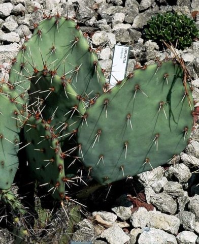 Opuntia_atrispina_2